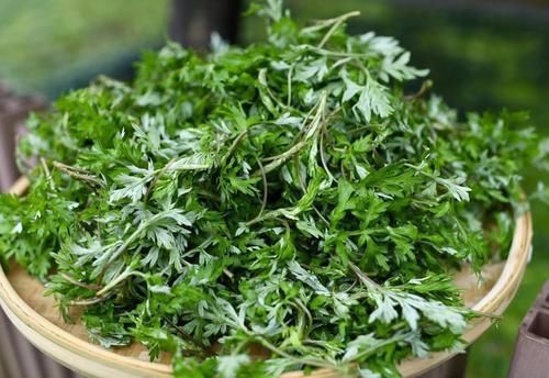 艾草|38岁江西女子，坚持用艾叶洗头，半年后，身体发生这4个改变