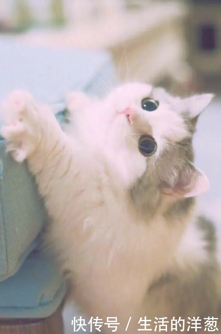 配不上|原来的壁纸已经配不上你的iPhone12了,快来换新的猫咪壁纸