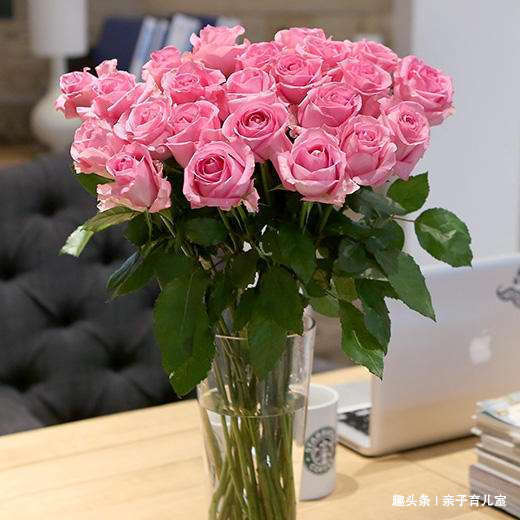 喜欢菊花,一定要养盆“玫瑰精品”苏醒玫瑰,碧叶红花,流光溢彩