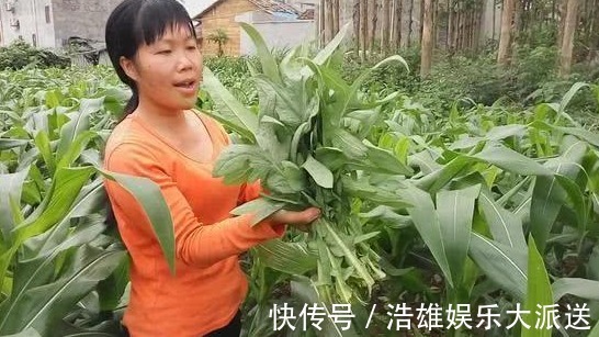 风里雨|农村一种苦苦的菜,一般人吃不惯,常吃有抗肿瘤的作用,认识吗