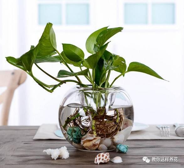 水培虽好,5点不注意,变成蚊子窝,别忽视!