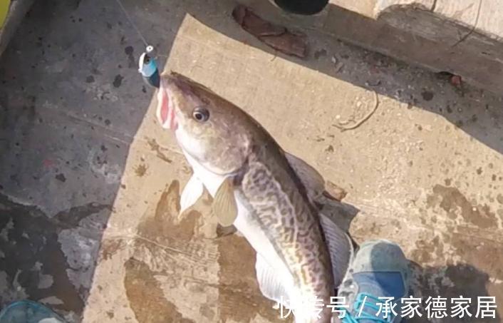 带鱼|立秋之后，记得多给孩子吃这4种鱼，钙含量高，孩子越吃越聪明！