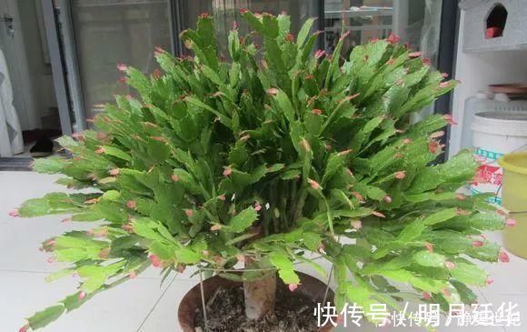 老花匠这样养蟹爪兰，“1种汁液”兑水浇，7天1次，新芽蹭蹭冒