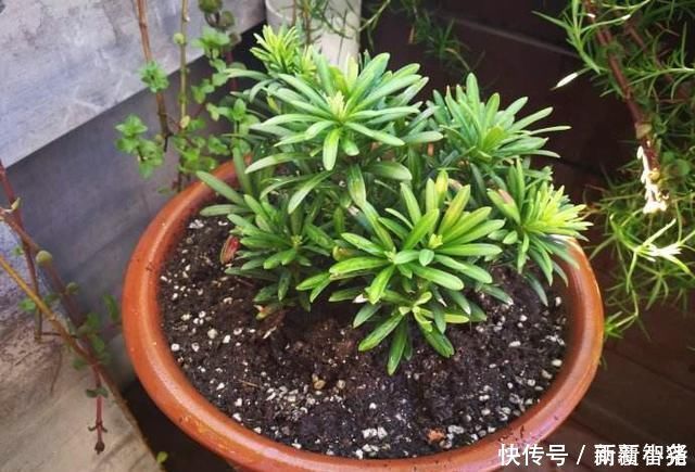 净化|家里养这4种植物,旺财镇宅,净化空气又好看,养一盆特别值