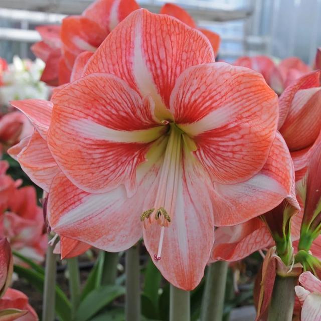 朱顶红美起来，就没其他花什么事儿，27个品种一个赛一个的美