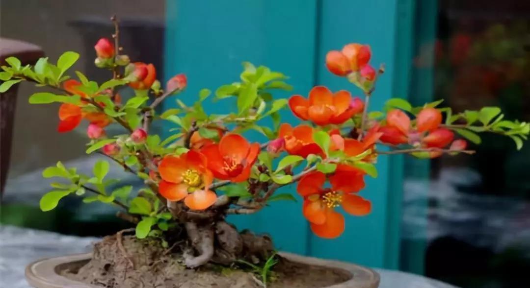 冬天怎么养花不会死,六个要点要记牢
