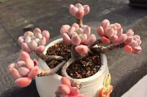 多肉|养多肉植物,了解掌握几个要点,蹭蹭长满盆,上色美极了!