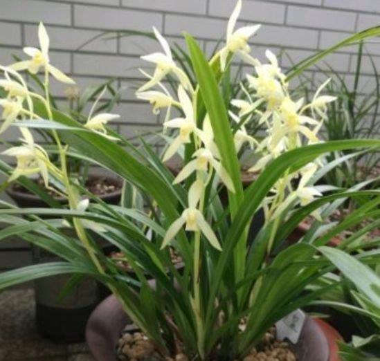 富贵子|养花就养这几款,全年开花不停,花姿妖娆,繁花似锦,姿色艳丽