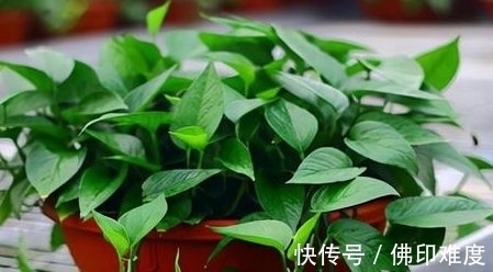 农历|农历十一月大雪过后，养什么花？家里养3种花，幸福快乐吉祥安康