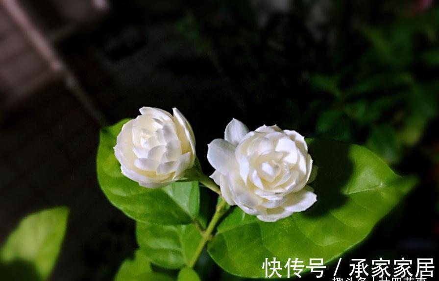 养茉莉,在大水大肥大太阳之前,还有3个先决条件,和1个补充