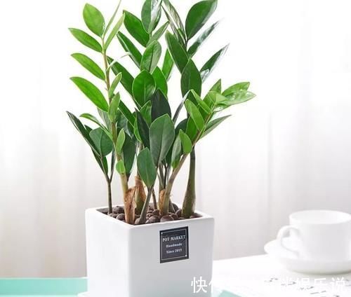 年底了，4种“寓意树”该养起来了，添福迎好运