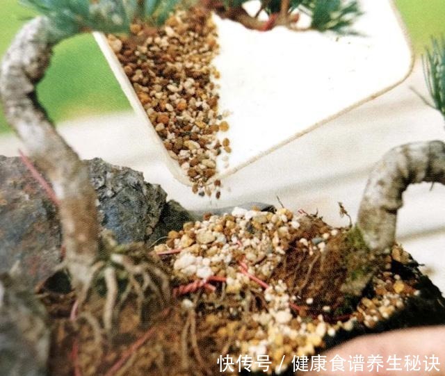 “岩石与树枝”一步步完美契合,叹服附石盆景的魅力无人能挡!