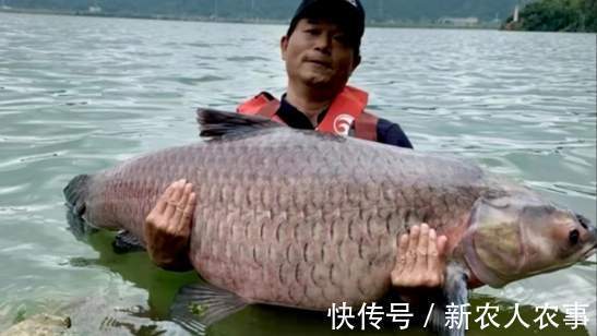 安徽男子一不小心实现大鱼梦,去鳞用锄头鱼石烟盒大,网友:放生