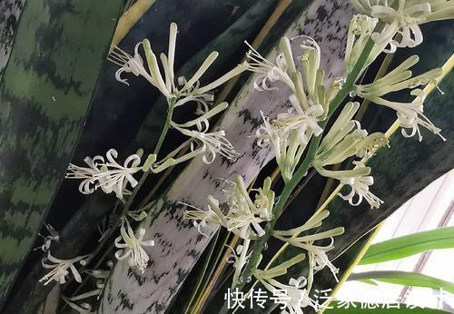 根系|想让虎皮兰爆崽,避开“这三怕”,次月咕噜冒芽穗,还能开小黄花