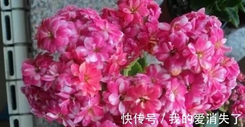 熊孩子|小孩子不懂事,摘了邻居几朵花,被邻居骂爹骂娘,大家说至于吗?