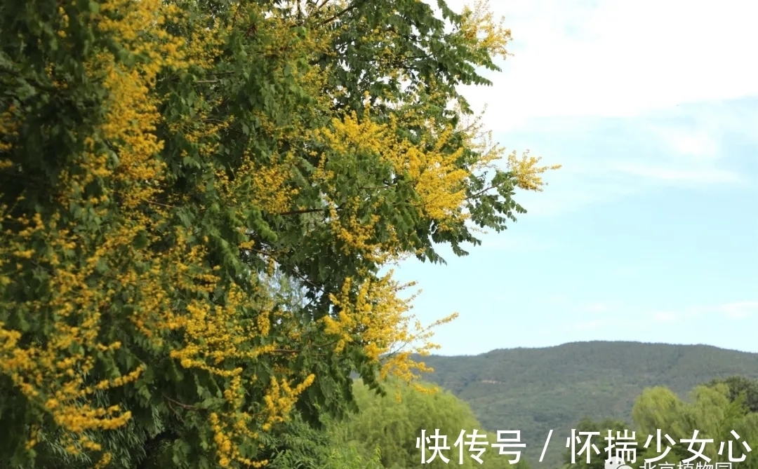 栾树花开缀枝头 树满黄金醉怡人