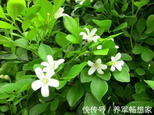 光照|晚上失眠,就养“这花”,香味扑鼻,一觉睡到天亮,别不养