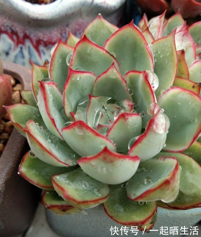 入秋后多肉如何变美，看看对比照来学习养护经验！