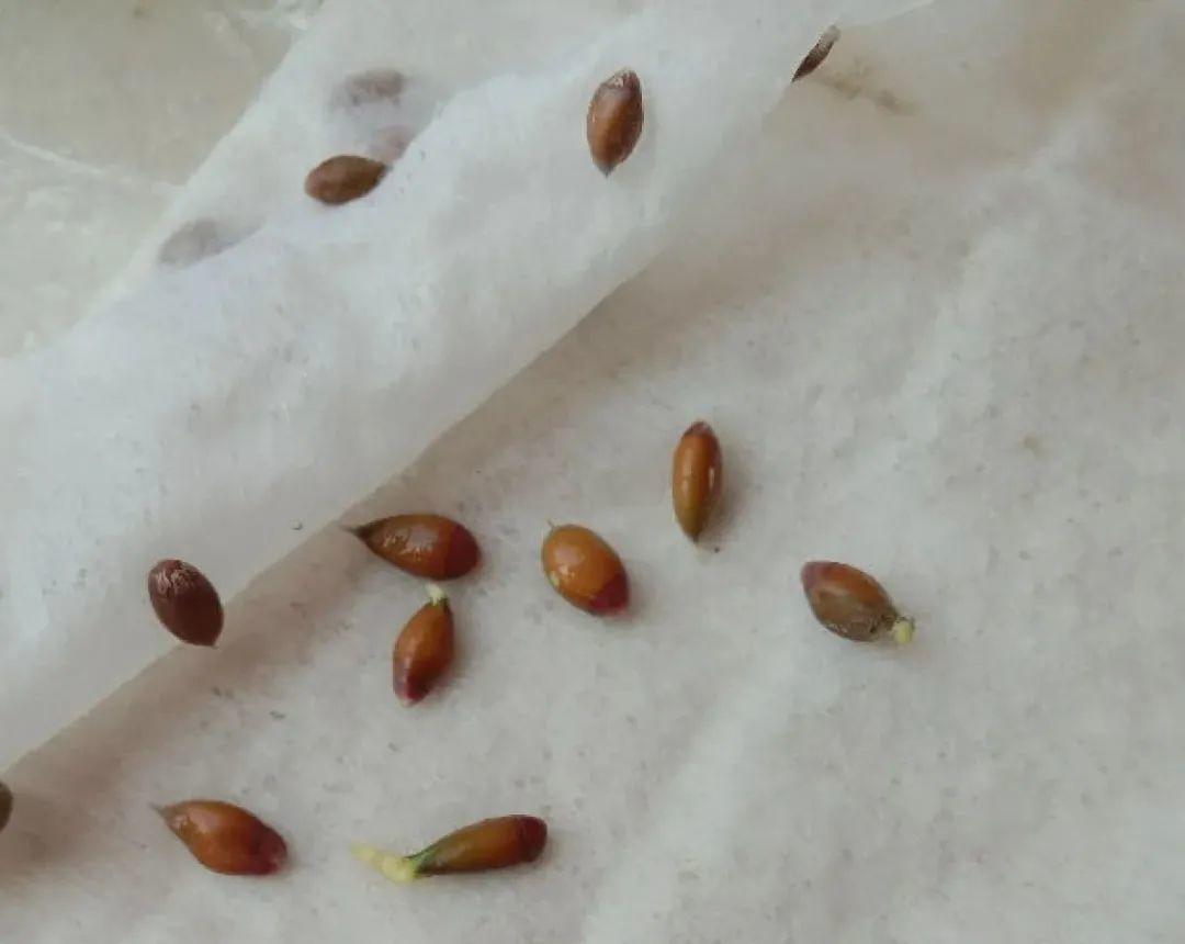 玉米棒子插盆里,7天冒出小森林,比绿萝吊兰好看