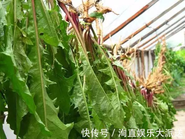 肠炎者|自己“晒干”的蒲公英,能当茶泡水喝吗有什么“禁忌”吗