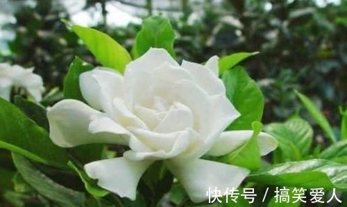 月季花|3种花是花中劳模,一开就能爆盆一片花海,四季都能有花赏