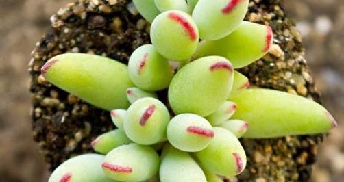 福气|5款多肉,都属于“福娘系”,家里养几盆,福气满满、十分可爱
