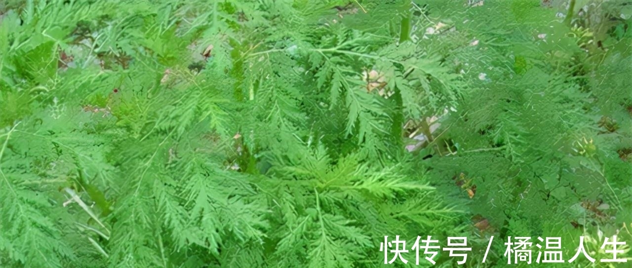 绝迹|宝塔糖的绝迹,是我国制药史的一个悲剧,它的消失意味着什么?