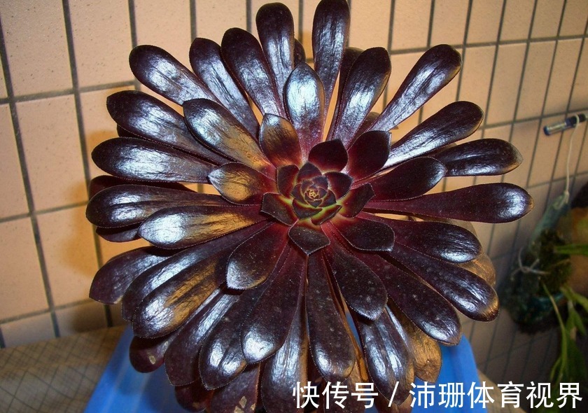 养多肉黑法师,将注意力集中在这3点,盆栽长得格外精神