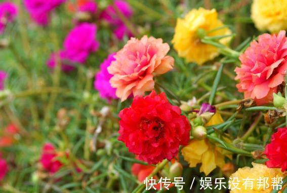 波斯菊|现在遇到5种花,请绕道走,管不住手就上当了