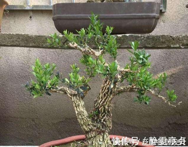 枝干|哪种黄杨最美?怎样栽培?制作盆景该注意什么
