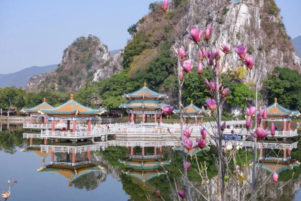 知识|七星岩玉堂春、宫粉紫荆踏春而至，美出新高度！