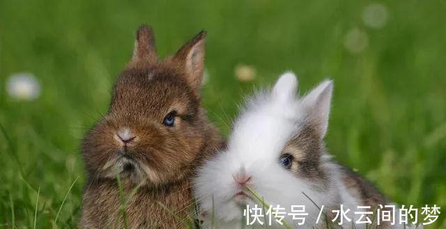 生肖兔|10个兔九个富哪四月出生的属兔人，下半年一帆风顺，业绩爆棚！