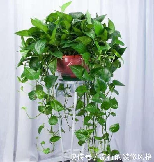 养这“10种花”,经常喷喷水,越长越旺“越精神”