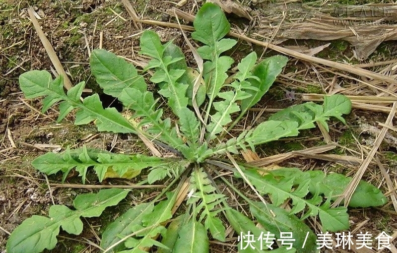 香气|乡村地边常见野菜，味道鲜美还有良好的药用价值。做盘菜不够吃