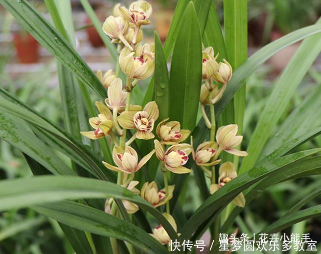 此兰花“缺点”就是太爱开花，一年365天不休息，香味扑鼻又好养