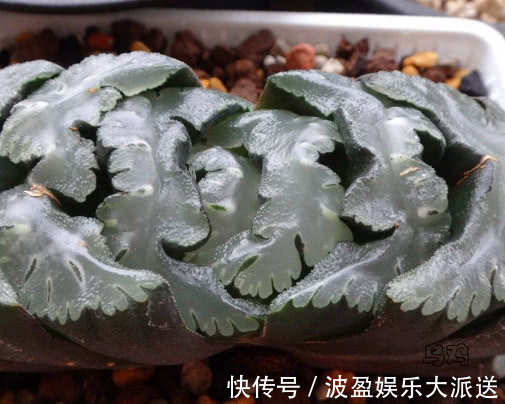 肥料|多肉玉扇叶片干瘪怎么办教你3个小妙招,盆栽玉扇饱满还爆盆