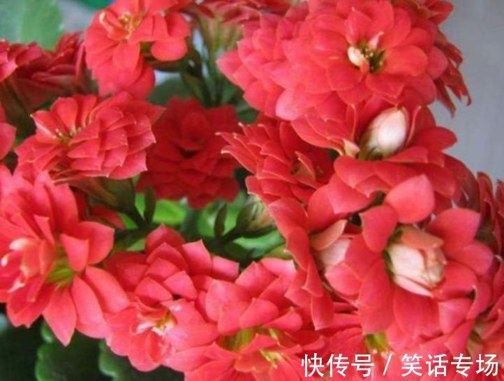 养花就养4种花,好养易活花量大,浇水就疯长,开花爆盆很容易