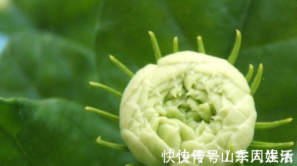 香花|此花,是我国少有的可以卧室盆栽的香花,有安神静心的功效