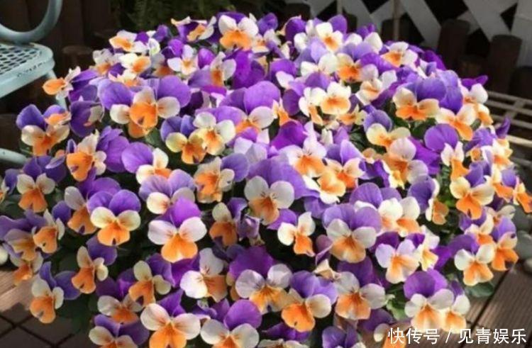 婀娜多姿|几款花卉花期长易打理,婀娜多姿,漂亮高贵优雅,对待新手很友好