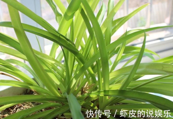 吊兰经常黄叶，干尖，烂根，实践证明这些要点做好了，就可以避免