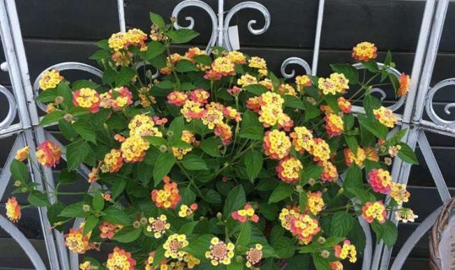 新人盆栽五色梅，轻松树立养花自信，管理还不容易出问题