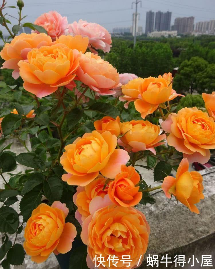 阳台|4种漂亮花,自带“体香”,阳台养一盆,满屋香水味