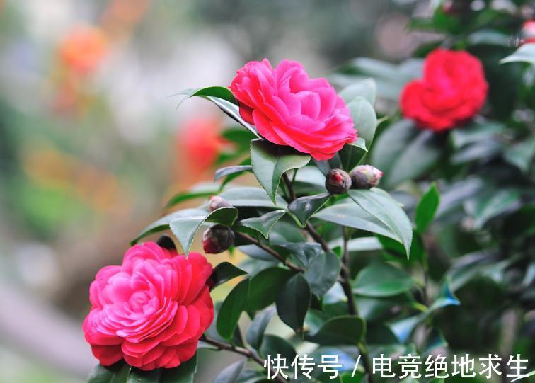 植物|养花试试这款,花又大又漂亮,如果花朵出现腐烂迹象,应及时修剪