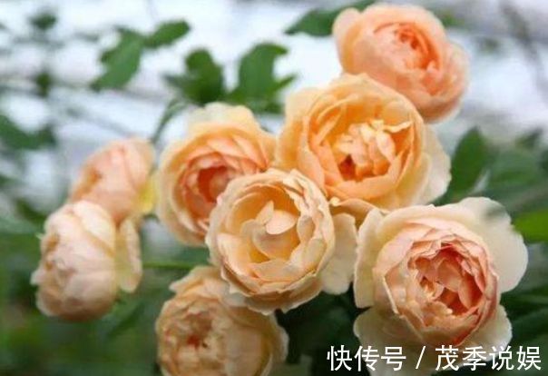 喜欢菊花，不如养盆“优良玫瑰”朦胧的朱迪，水果香味，四季开花