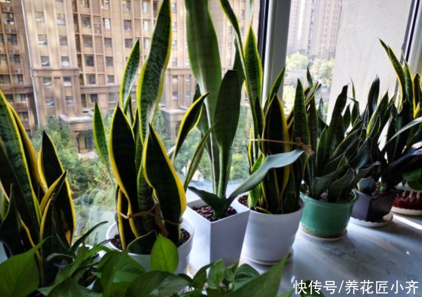 挤爆盆|现在进入夏季,虎皮兰有“三怕”,新手掌握好,底部不断冒新芽