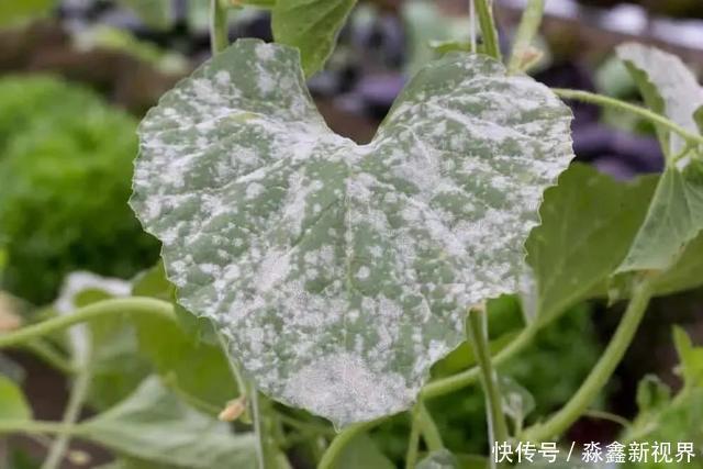 养花时很容易出现的6种病虫害,蚜虫、介壳虫和红蜘蛛都要可清除
