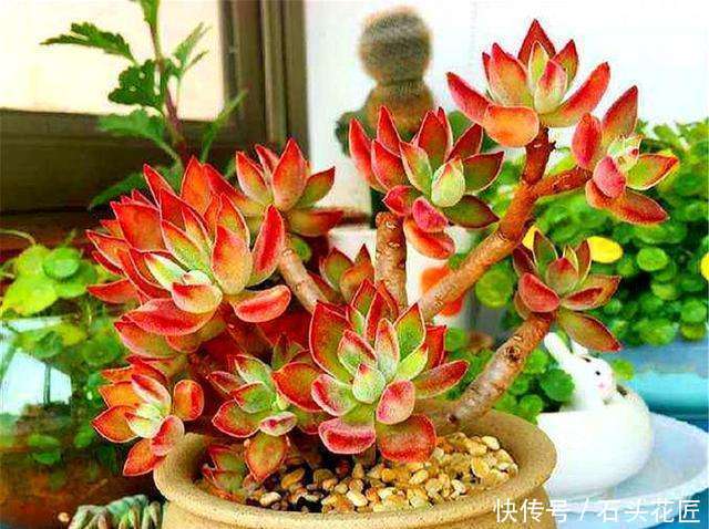 皮实|多肉养1盆死1盆,推荐5个“皮实”品种,一养就爆盆