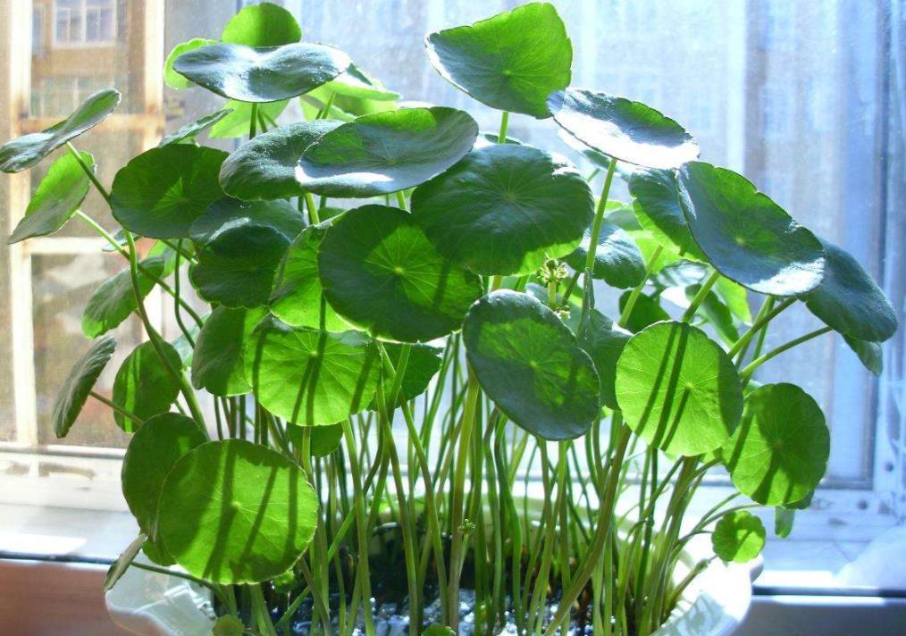 植株|天热盆栽铜钱草,满足3条件,叶子圆滚滚,油绿得像小荷叶