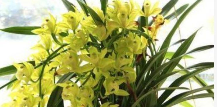 兰花盆|出门随手捡“3物”回来,丢兰花盆里,营养又透气,不烂根开花多