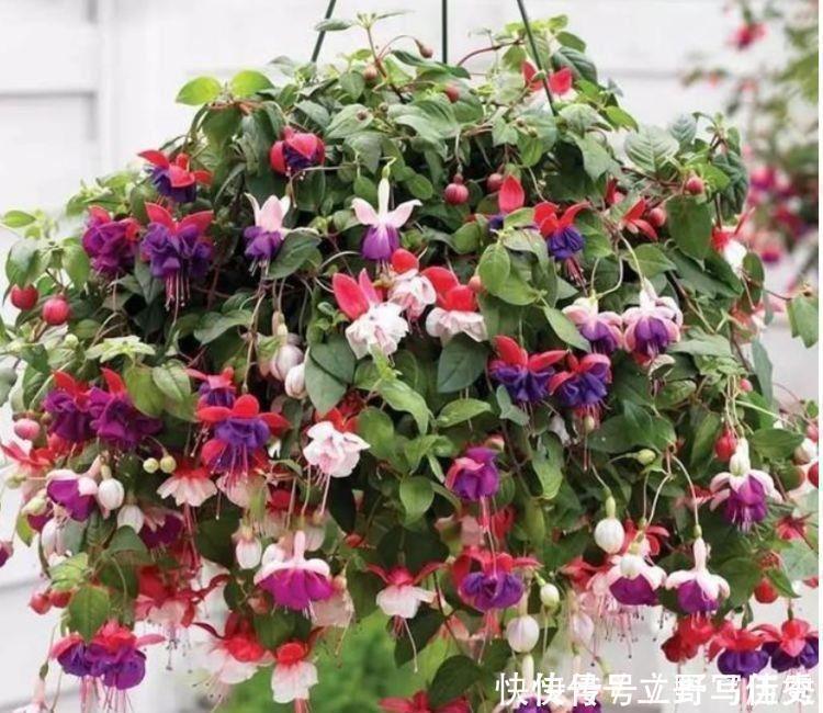 吊钟海棠|生命力超顽强的花卉,好养易活,旺财又养人,寓意也是超好的